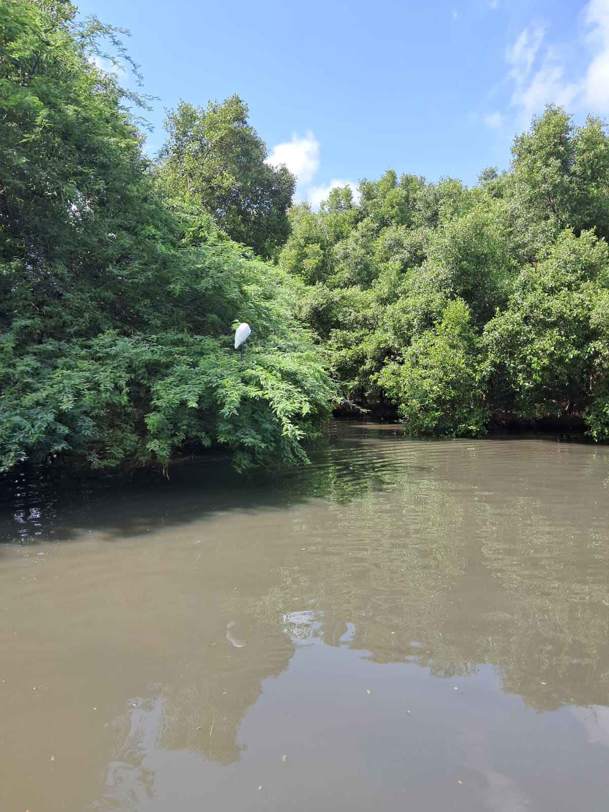 Mangroves on the Ariyankuppam river at Arikamedu, with an egret