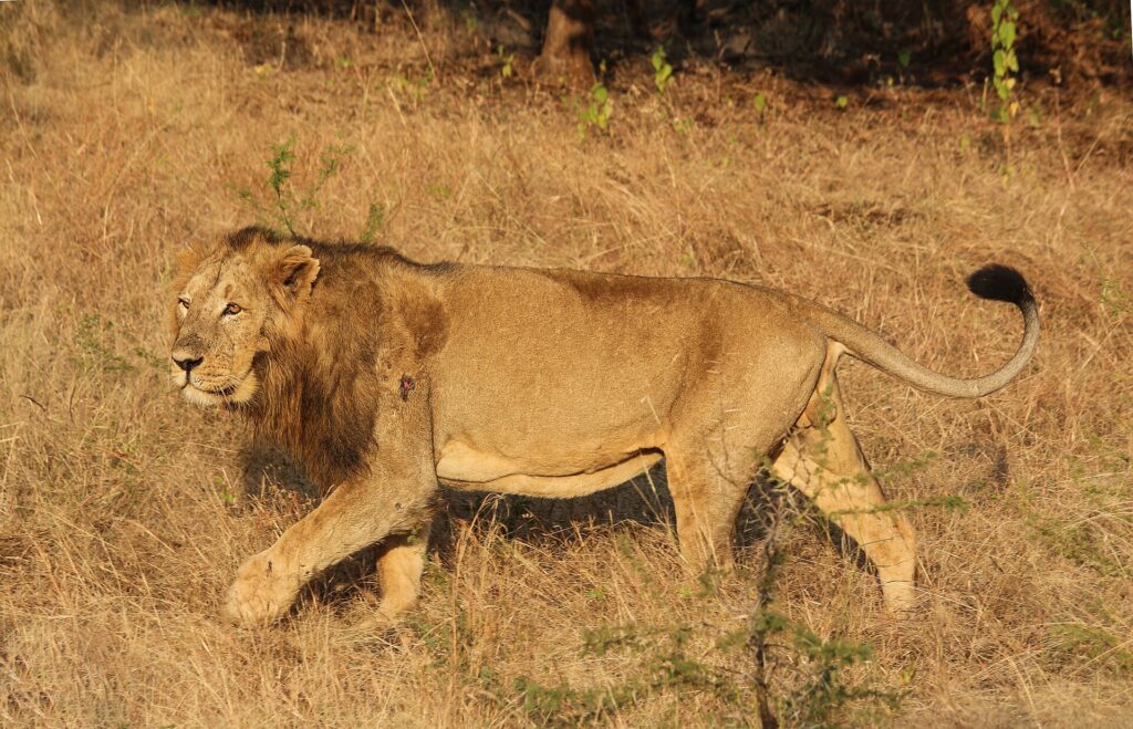 An Asiatic lion in Gir Forest National Park, Gujarat